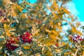 Brush of ripe red berries of mountain ash on a branch Royalty Free Stock Photo