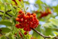 Brush with ripe berries of red mountain ash on a branch with oblong green leaves Royalty Free Stock Photo
