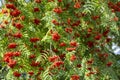 Brush with ripe berries of red mountain ash on a branch with oblong green leaves Royalty Free Stock Photo