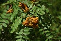 Brush with ripe berries of red mountain ash on a branch with oblong green leaves Royalty Free Stock Photo