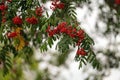 Red mountain ash on a branch, macro photo with selective focus Royalty Free Stock Photo
