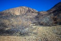 Brush in Rocky Desert Royalty Free Stock Photo