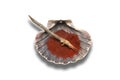 Brush and shell with red pigment from neolithic age used for clay decoration Royalty Free Stock Photo