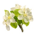Brush strokes branch of white blossoming apple flowers