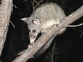 Brush tail possum Royalty Free Stock Photo
