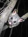 Brush tail possum Royalty Free Stock Photo