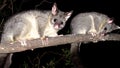 Brush tail possum Royalty Free Stock Photo