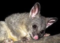 Brush tail possum Royalty Free Stock Photo