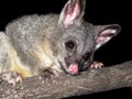 Brush tail possum Royalty Free Stock Photo