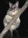 Brush tail possum Royalty Free Stock Photo