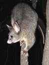 Brush tail possum Royalty Free Stock Photo