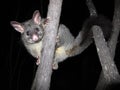 Brush tail possum Royalty Free Stock Photo