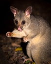 Brush-tail possum Royalty Free Stock Photo