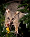 Brush-tail possum Royalty Free Stock Photo