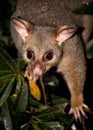 Brush-tail possum Royalty Free Stock Photo