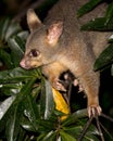 Brush-tail possum Royalty Free Stock Photo