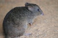 Brush-tailed bettong Royalty Free Stock Photo