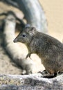 Brush-tailed bettong. Animal in close-up Royalty Free Stock Photo