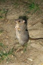 BRUSH TAILED BETTONG bettongia penicillata, ADULT STANDING ON HIND LEGS, AUSTRALIA Royalty Free Stock Photo