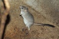 Brush-tailed bettong