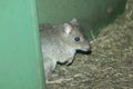 Brush-tailed bettong Royalty Free Stock Photo