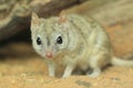 Brush-tailed marsupial rat Royalty Free Stock Photo