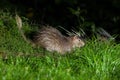 Brush-tailed Porcupine (Atherurus macrourus)