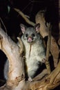 The brush-tailed possum in Australia looking with interest in the night from the tree. Royalty Free Stock Photo