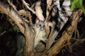 The brush-tailed possum in Australia looking with interest in the night from the tree. Royalty Free Stock Photo