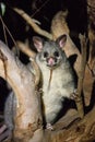 The brush-tailed possum in Australia looking with interest in the night from the tree. Royalty Free Stock Photo