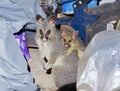 Brush-tailed possum mother and young in a backyard shed