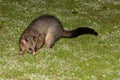 Brush tailed possum raccoon in Kangaroo Island