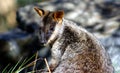 Brush-Tailed Rock Wallaby, Australia