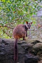 Brush-tailed Rock Wallaby Royalty Free Stock Photo