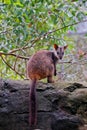 Brush-tailed Rock Wallaby