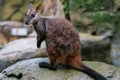 Brush tailed rock-wallaby or small eared rock wallaby Petrogale penicillata in NSW Australia