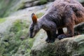 Brush tailed rock-wallaby or small eared rock wallaby Petrogale penicillata ready to jump from a rock in NSW Australia