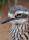 Brush thick knee Royalty Free Stock Photo