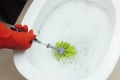 Brush up Toilet for cleanliness and hygiene. Cleaning toilet bowl using brush. Clean water flushes the toilet.. House cleanliness Royalty Free Stock Photo