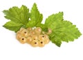 Brush of a white currant