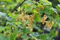 Brush of white currant berries and green leaves. Ribes rubrum, white grape. Royalty Free Stock Photo