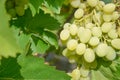 Green Wine Grapes. Grapes on vine