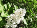 A brush of white lilac flowers among the green foliage.