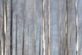 Brushed texture of birch trees with light blue background Royalty Free Stock Photo