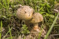 Brusher mushroom Royalty Free Stock Photo