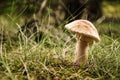 Blusher mushroom Royalty Free Stock Photo