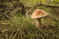 Blusher mushroom Royalty Free Stock Photo