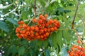 Brushes of red mountain ash in the garden. A tree of a ripe rowan in the autumn