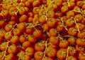 Brushes of ripe harvest of red dessert tomatoes