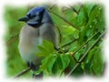 Brushing Blue-jay in the Bush